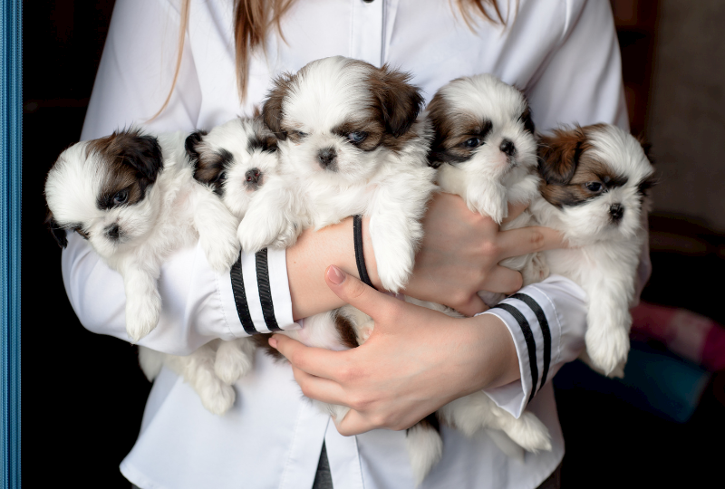 puppies in arms